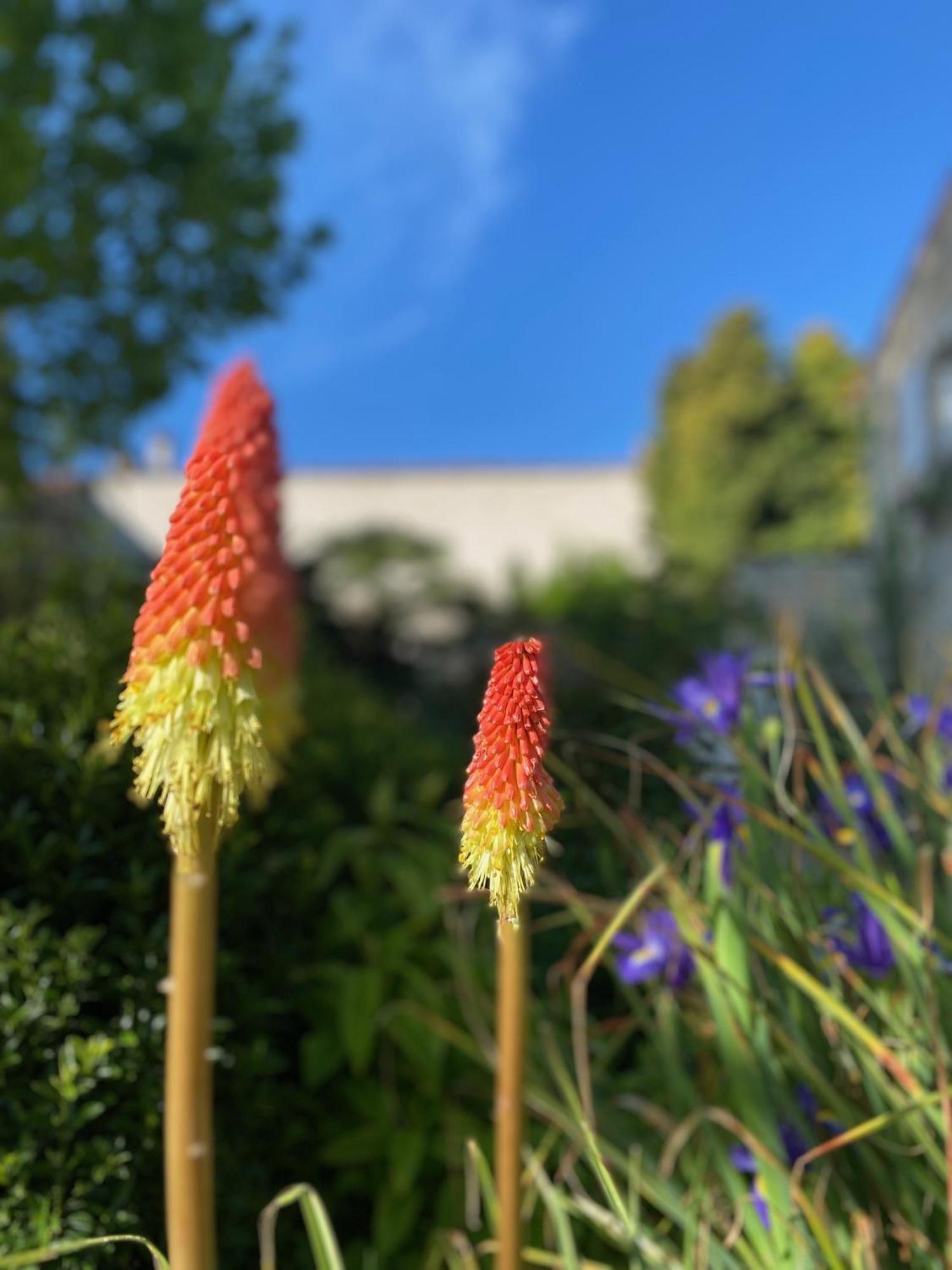 Aux Agapanthes, Chambres D'Hotes Charentaises De Charme Avec Piscine Aumagne Zewnętrze zdjęcie